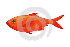 Red Koi Carp Freshwater Fish, Fresh Aquatic Fish Species Cartoon Vector Illustration