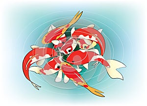 Red Koi carps on blue background