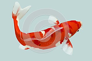 Red Koi Fish