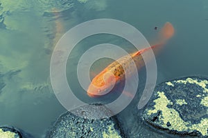 Red koi fish