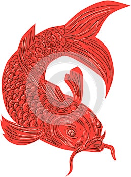 Red Koi Nishikigoi Carp Fish Drawing