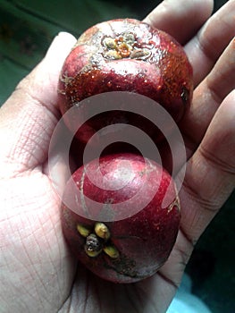 Red Kokum Fruit in hands