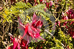 Red kowhai tree flowers in bloom