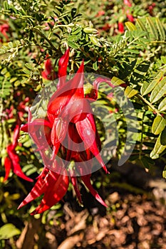 Red kowhai tree flowers