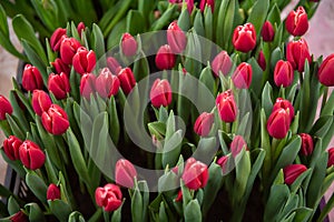 Red kung fu tulips with green leaves grow in the ground