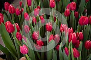 Red kung fu tulips with green leaves grow in the ground