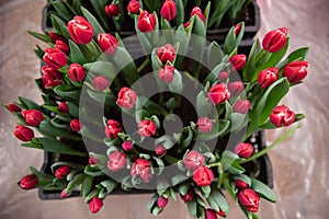 Red kung fu tulips with green leaves grow in the ground