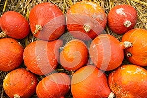 Red Kuri Pumpkins on Hay