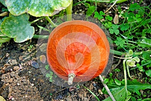 Red Kuri Squash