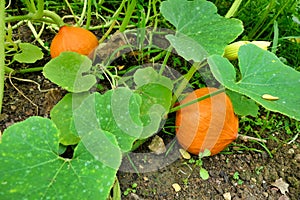 Red Kuri Squash