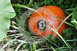 Red kuri squash