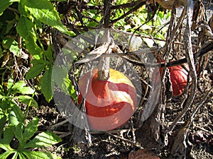 Red kuri squash in garden