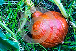 Red kuri squash growing in garden