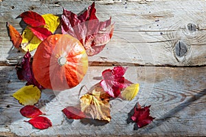 Red kuri squash or hokkaido pumpkin for Halloween and Thanksgiving on rustic wooden planks with autumn leaves, copy space, high