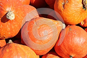 Red Kuri squash, Japanese squash, Cucurbita maxima