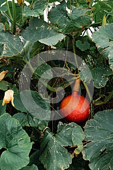 Red kuri squash or onion squash in an ecological garden, cucurbita maxima photo