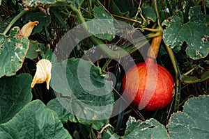 Red kuri squash or onion squash in an ecological garden, cucurbita maxima