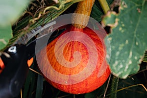 Red kuri squash or onion squash in an ecological garden, cucurbita maxima