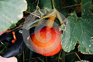 Red kuri squash or onion squash in an ecological garden, cucurbita maxima