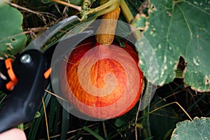 Red kuri squash or onion squash in an ecological garden, cucurbita maxima