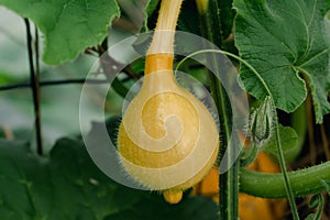 Red kuri squash or onion squash in an ecological garden, cucurbita maxima