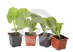 Red kuri squash and pumpkin plants