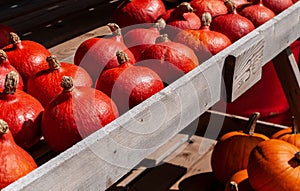 Red kuri squashes on a wooden shelf