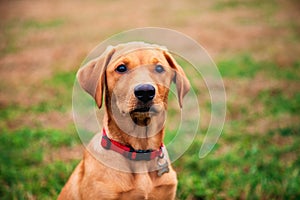 Red Labrador puppy sitting on grass