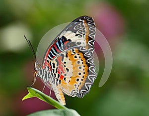 Red Lacewing
