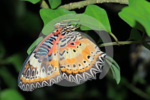 Red lacewing