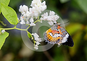 Red lacewing butterfly