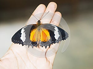 Red lacewing butterfly