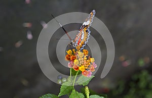 Red lacewing butterfly