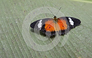 Red lacewing butterfly