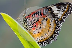 A Red Lacewing Butterfly