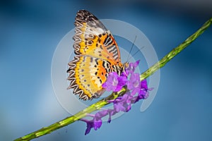 Red Lacewing Butterfly