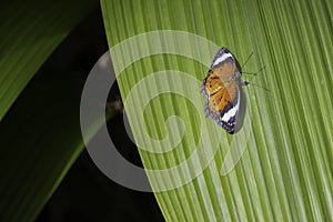 A Red Lacewing Butterfly