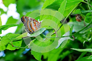 Red Lacewing Butterfly