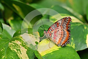 Red Lacewing butterfly