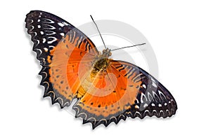 Red Lacewing butterfly