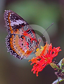 Red Lacewing butterfly (Cethosia biblis)