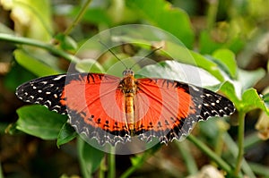 Red Lacewing Butterfly,Cethosia biblis