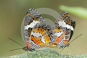 Red Lacewing butterfly, Cethosia biblis