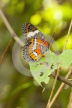 Red Lacewing butterfly, Cethosia biblis