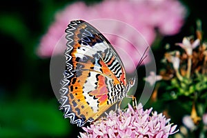 Red Lacewing butterfly Cethosia cydippe found north eastern coas