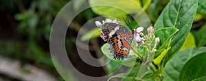 Red lacewing butterfly drinking nectar from a flower