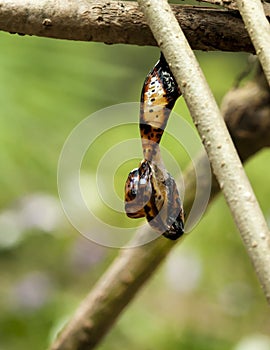 Red Lacewing butterfly emerging from pupa
