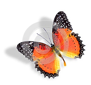 Red Lacewing Butterfly isolated on white background