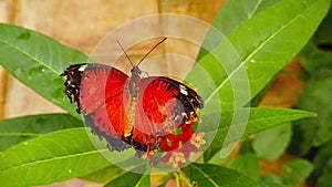 Red lacewing butterfly with tattered wings on tropical milkweed slow motion