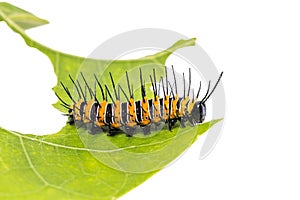 Red Lacewing caterpillar